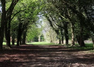 An avenue of mature trees at Michael’s Wood, with a track running between them