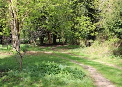 A grass path winding through younger trees at Michael&rsquo;s Wood